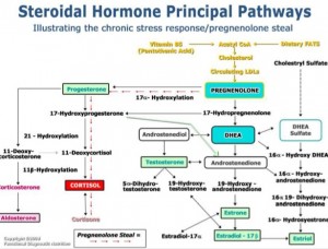 Steroidal Hormone Pathway